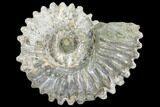 Bumpy Ammonite (Douvilleiceras) Fossil - Madagascar #103060-1